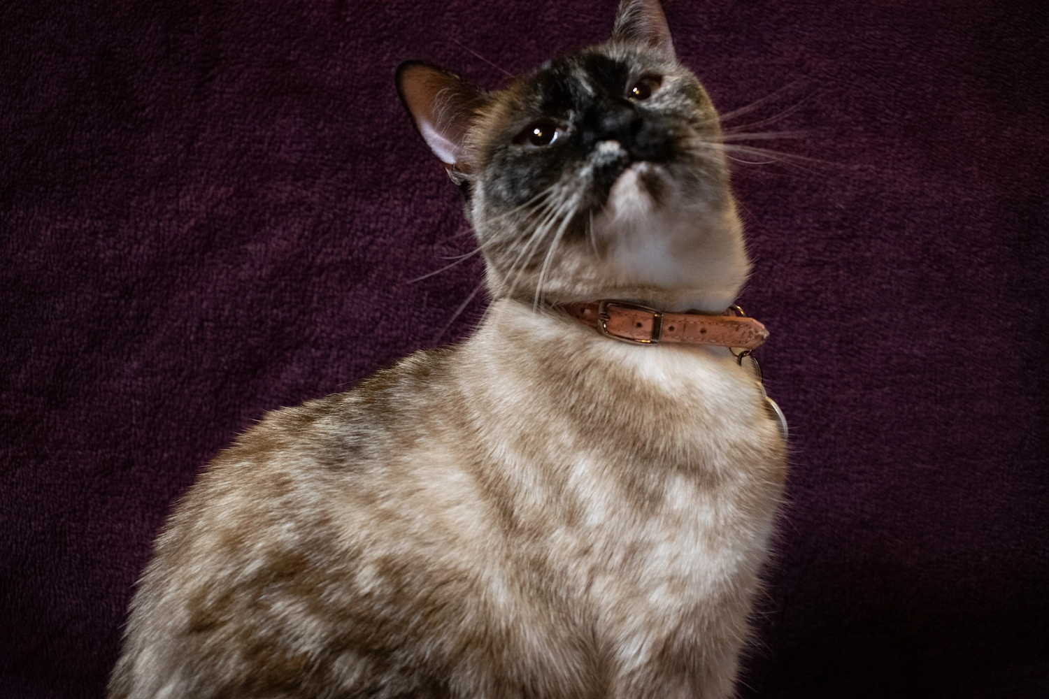 Pet photo from a Perth session
