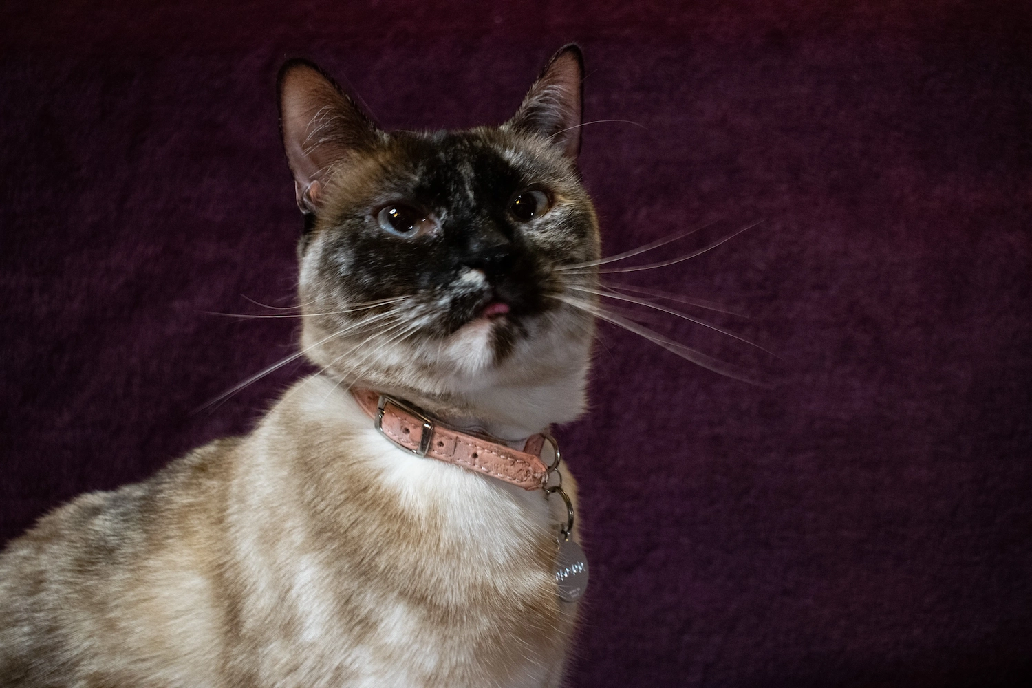 Pet photo from a Perth session