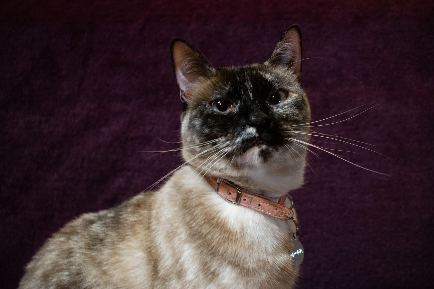 Pet photo from a Perth session